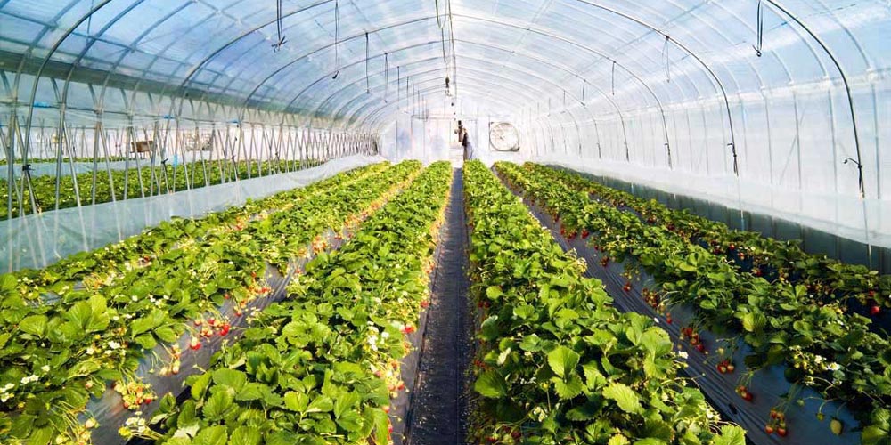 Egypt Facts - Egypt History - Egypt Information - Egypt Tourism - Egypt Economy