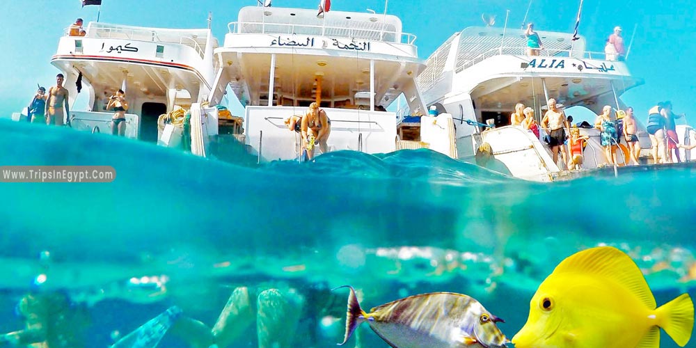 Giftun Island Hurghada - Things to Do in Hurghada - Trips in Egypt