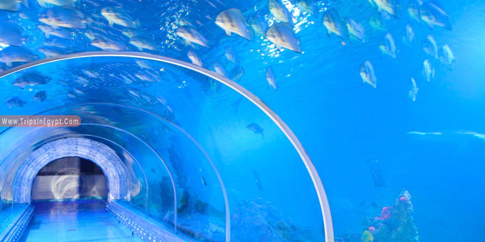Grand Aquarium Hurghada - Things to Do in Hurghada - Trips in Egypt