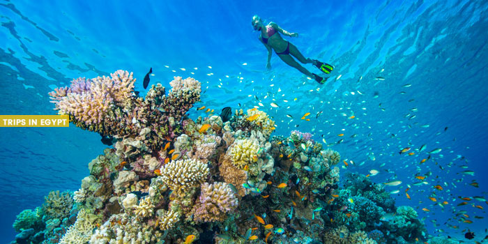 Gardens Dive Site - Things to Do in Sharm El Sheikh - Trips in Egypt